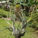 Tillandsia paucifolia 葉