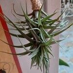 Tillandsia aeranthos 葉