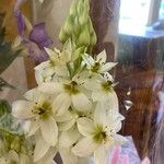 Ornithogalum arabicum Flower