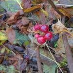 Maianthemum canadense Fruto