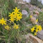 Narcissus assoanus Flower