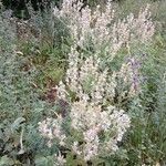 Salvia aethiopis موطن