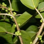 Ficus citrifolia 果實
