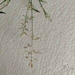 Eragrostis barrelieri Flor