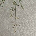 Eragrostis barrelieri 花