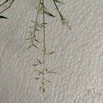 Eragrostis barrelieri 花