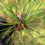 Pinus contorta Levél