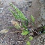 Rostraria cristata ഇല