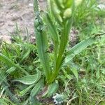 Dactylorhiza insularis Leaf