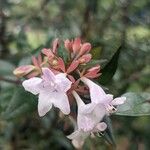 Abelia × grandifloraFlors