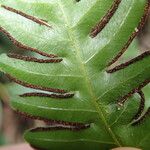 Pteris hamulosa Leaf