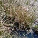 Carex stricta Leaf