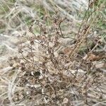 Limonium bellidifolium List