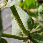 Zinnia elegans Bark