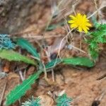 Krigia dandelion Flower