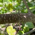 Chrysobalanus icaco Écorce