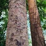 Xylia xylocarpa Corteza