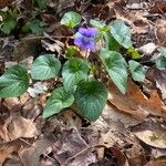 Viola sagittata Leaf