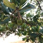 Arbutus andrachne फल