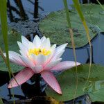 Nymphaea alba Habitus