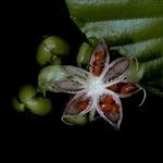 Dillenia suffruticosa Fruit