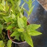 Oenothera fruticosa 葉