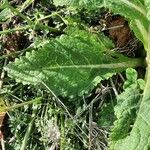 Verbascum virgatum Leaf