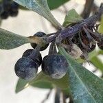 Myoporum laetum Fruitua