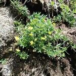 Potentilla erectaFlors