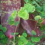 Drymaria cordata Leaf