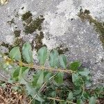 Ligustrum sinense Folha