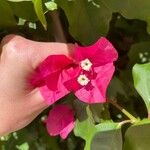 Bougainvillea spp. Kukka