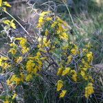 Genista anglica Flower