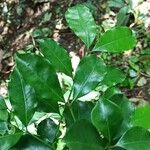 Tricalysia pallens 葉