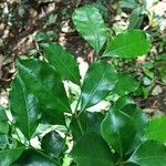 Tricalysia pallens Φύλλο