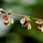 Fallopia dumetorum Hoja
