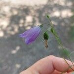 Campanula rotundifolia 花