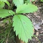 Potentilla norvegica Leaf