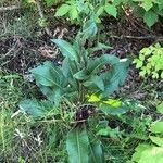 Solidago rigida Hábito