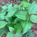 Chromolaena odorata Leaf
