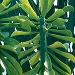Euphorbia neriifolia Hoja