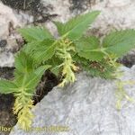 Paederota lutea Inny