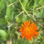 Pilosella aurantiaca 花