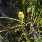 Tofieldia calyculata Flower