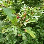 Crataegus × media Fruit