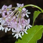 Asclepias quadrifolia Flower