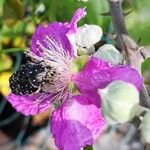 Rubus ulmifolius Fleur