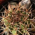 Melocactus matanzanus Blatt