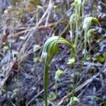 Pterostylis ophioglossa Çiçek