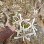 Feretia apodanthera Flower